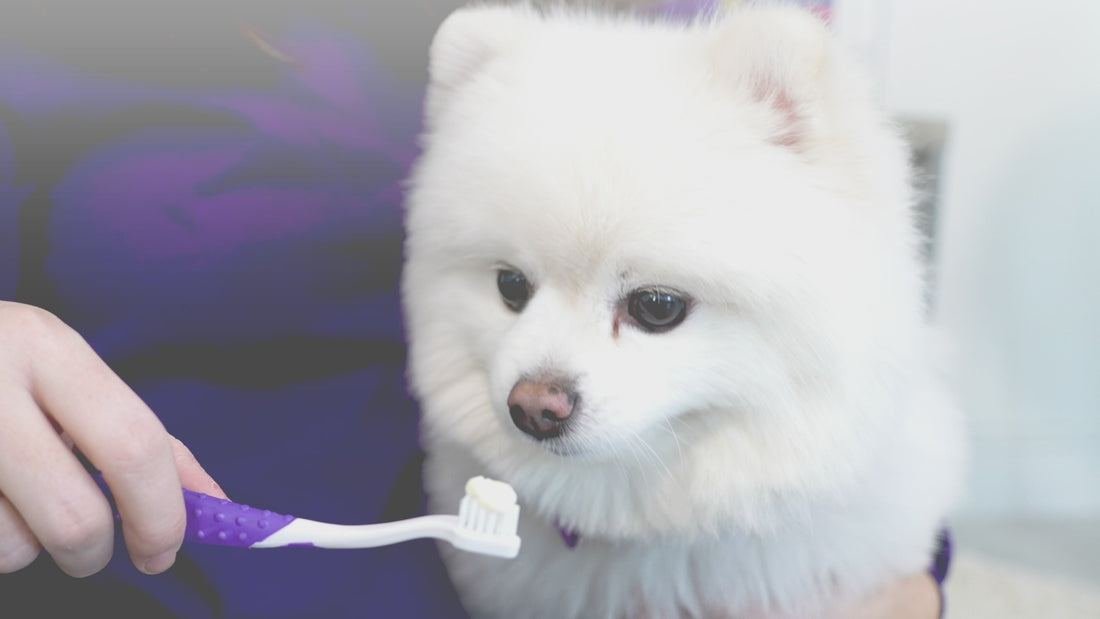 Petsmile Review 2026: Is Petsmile Worth It? We Break Down 7 Best-Sellers